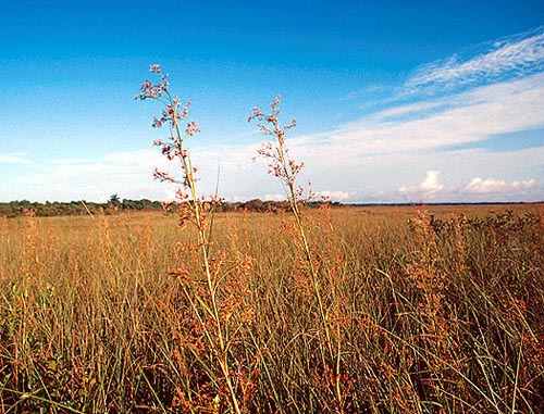 Saw-grass  (Cladium jamaicense),  Everglades National Park