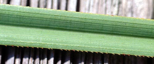 Saw-grass  (Cladium jamaicense),  Everglades National Park