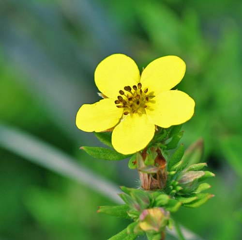 Potentilla fruticosa Shrubby Cinquefoil