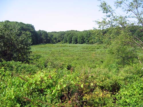 Singer Lake Bog, Ohio