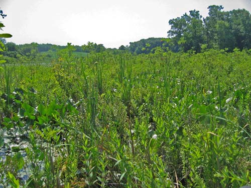 Singer Lake Bog, Ohio