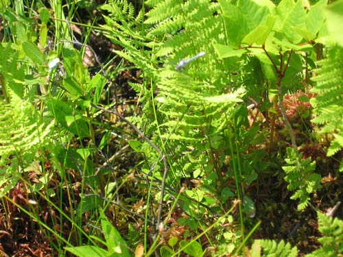 Singer Lake Bog, Ohio