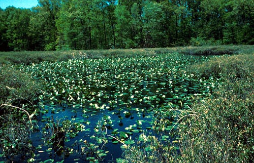 Singer Lake Bog, Ohio