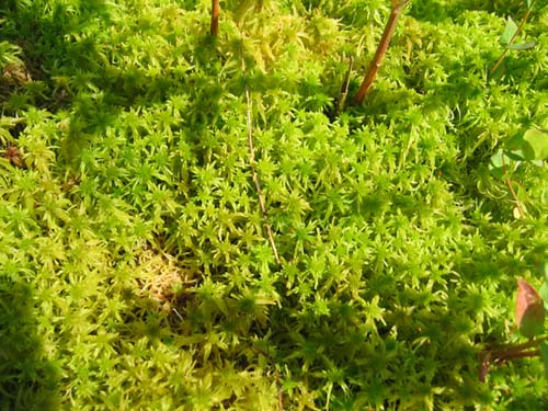 Sphagnum Moss  (Sphagnum andersonianum)