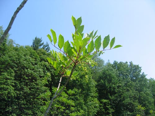 Poison Sumac