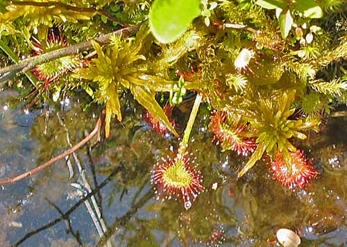 Sundew (Drosera sp.)