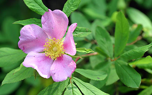 Swamp Rose