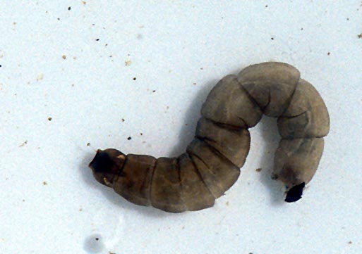 Cranefly Larva - Tipula sp.