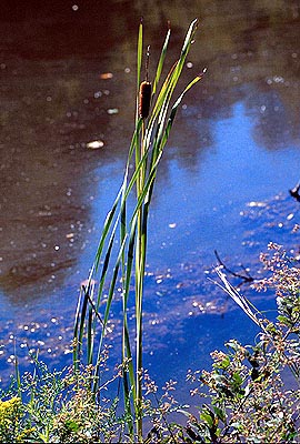 Cattail - Typha sp.