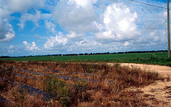 Vegetable Fields,  Everglades Agricultural Area, near Lake Okeechobee 