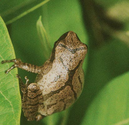 Spring Peeper, Pseudacris crucifer