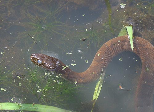 Northern Water Snake (Nerodia sipedon)