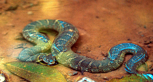 Northern Water Snake (Nerodia sipedon)