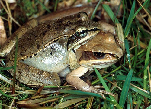 Wood Frogs, Rana sylvatica, in amplexus