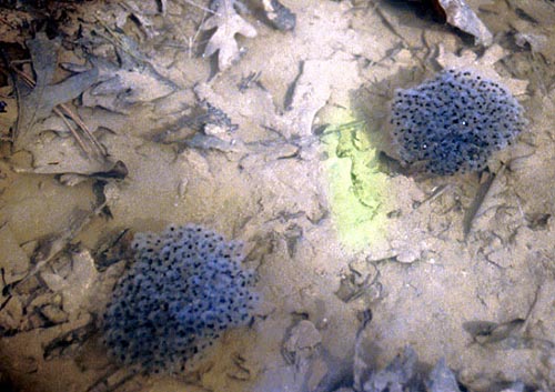 Wood Frog eggs,  Rana sylvatica,