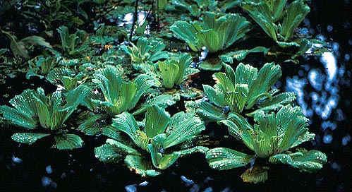 Water Lettuce (Pistia stratiotes)